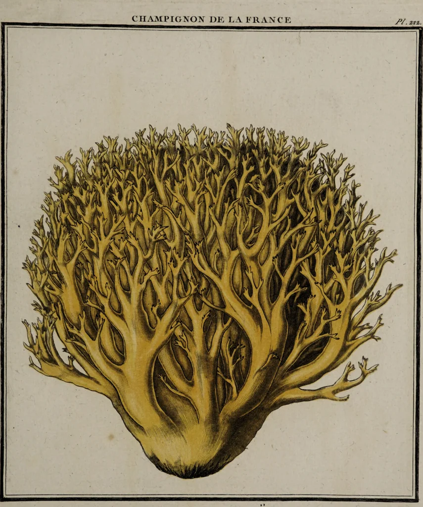 An illustration from [Herbier de la France, ou collection complette des plantes indigènes de ce royaume] / [Pierre Bulliard]., 1780, leaf 117