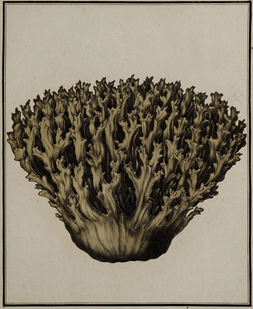 An illustration from [Herbier de la France, ou collection complette des plantes indigènes de ce royaume] / [Pierre Bulliard]., 1780, leaf 121