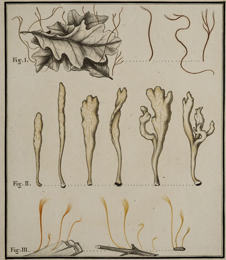 An illustration from [Herbier de la France, ou collection complette des plantes indigènes de ce royaume] / [Pierre Bulliard]., 1780, leaf 123