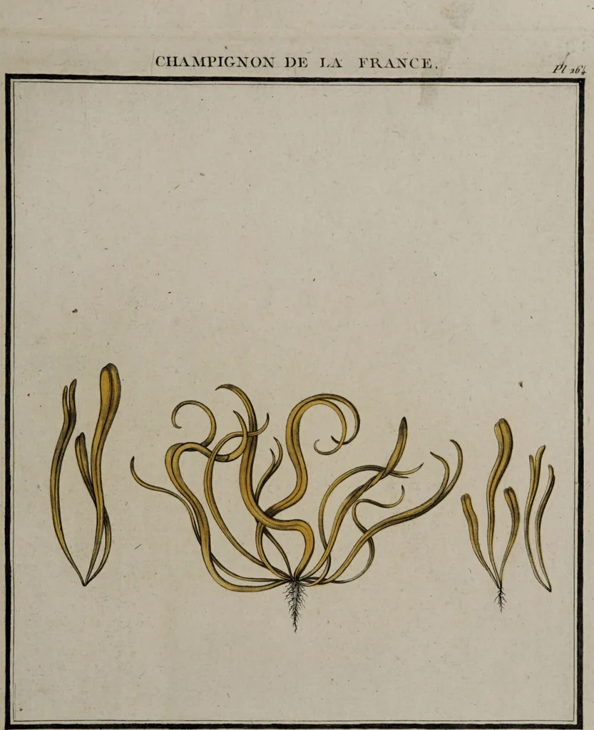 An illustration from [Herbier de la France, ou collection complette des plantes indigènes de ce royaume] / [Pierre Bulliard]., 1780, leaf 125