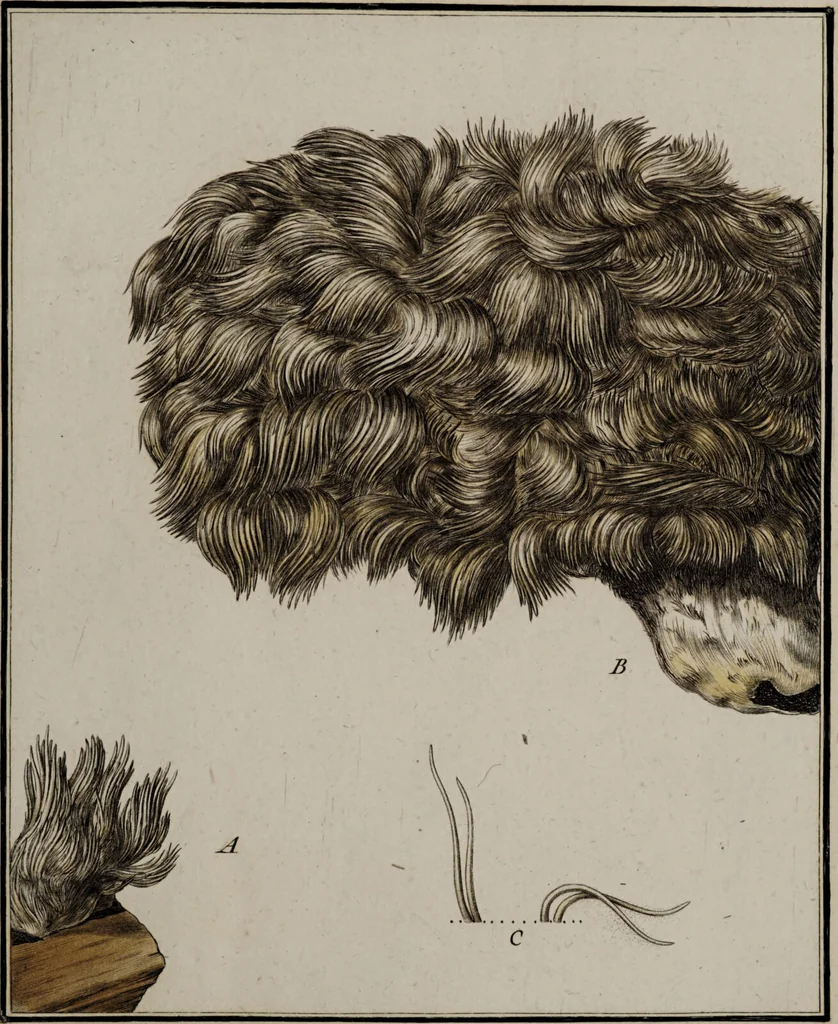 An illustration from [Herbier de la France, ou collection complette des plantes indigènes de ce royaume] / [Pierre Bulliard]., 1780, leaf 129