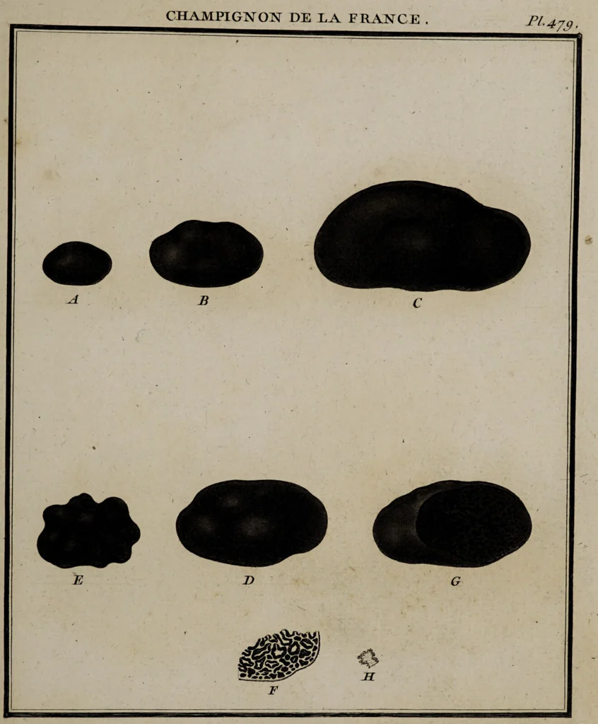 An illustration from [Herbier de la France, ou collection complette des plantes indigènes de ce royaume] / [Pierre Bulliard]., 1780, leaf 13