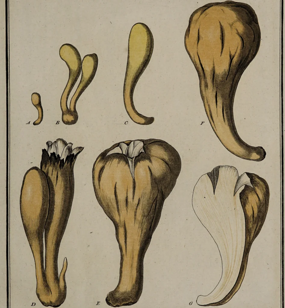 An illustration from [Herbier de la France, ou collection complette des plantes indigènes de ce royaume] / [Pierre Bulliard]., 1780, leaf 131