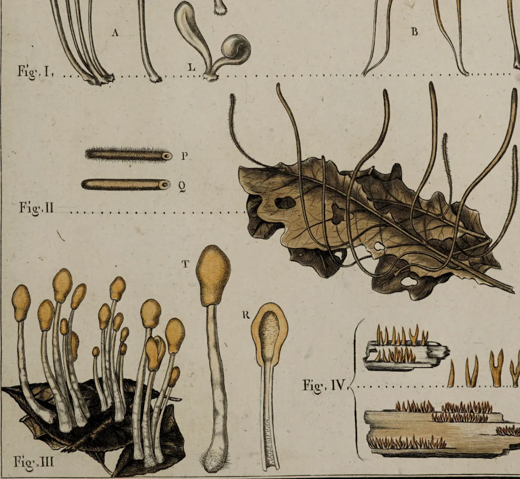 An illustration from [Herbier de la France, ou collection complette des plantes indigènes de ce royaume] / [Pierre Bulliard]., 1780, leaf 133