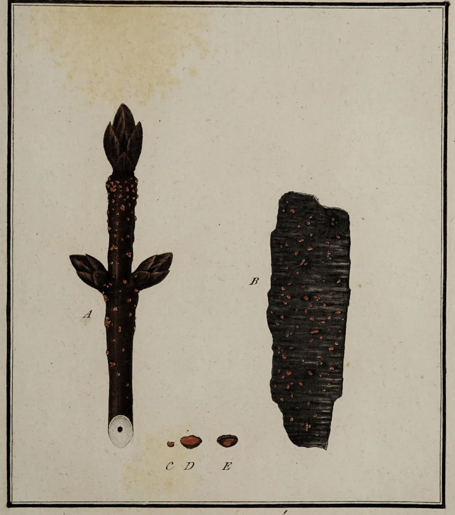 An illustration from [Herbier de la France, ou collection complette des plantes indigènes de ce royaume] / [Pierre Bulliard]., 1780, leaf 135
