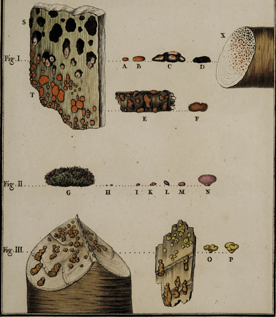 An illustration from [Herbier de la France, ou collection complette des plantes indigènes de ce royaume] / [Pierre Bulliard]., 1780, leaf 137