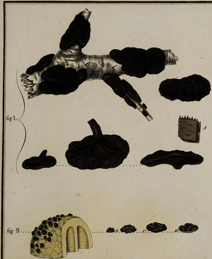 An illustration from [Herbier de la France, ou collection complette des plantes indigènes de ce royaume] / [Pierre Bulliard]., 1780, leaf 139