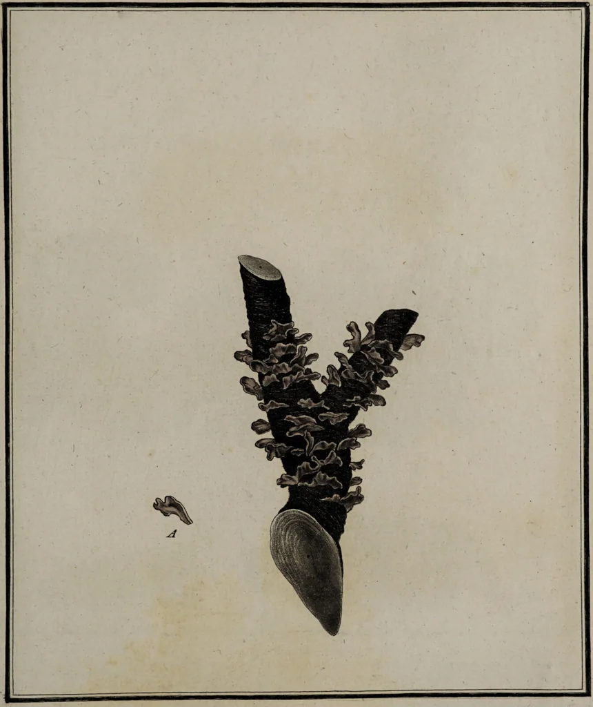An illustration from [Herbier de la France, ou collection complette des plantes indigènes de ce royaume] / [Pierre Bulliard]., 1780, leaf 143