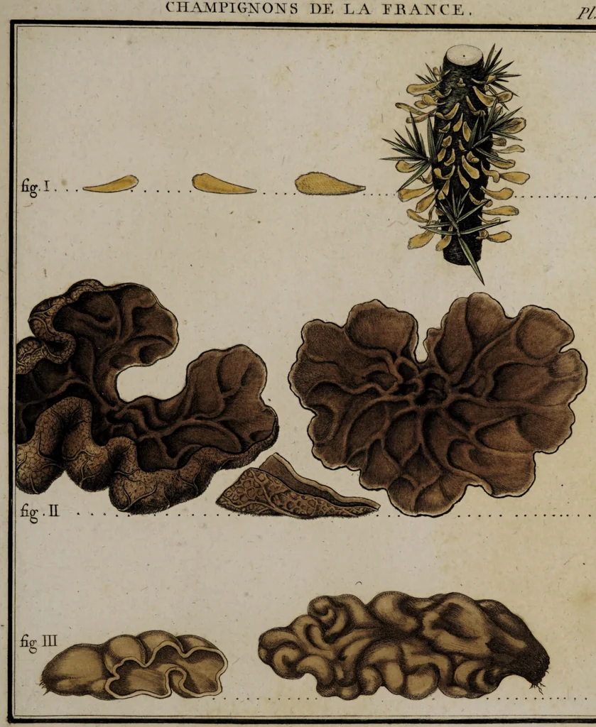 An illustration from [Herbier de la France, ou collection complette des plantes indigènes de ce royaume] / [Pierre Bulliard]., 1780, leaf 145