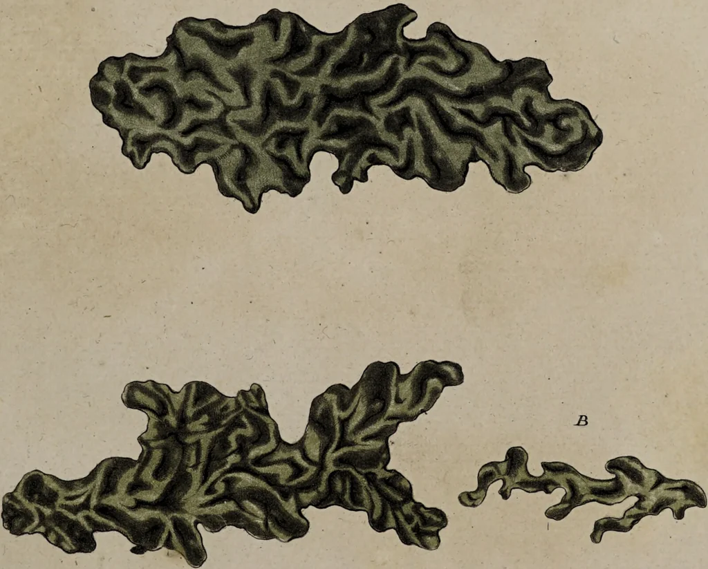 An illustration from [Herbier de la France, ou collection complette des plantes indigènes de ce royaume] / [Pierre Bulliard]., 1780, leaf 147