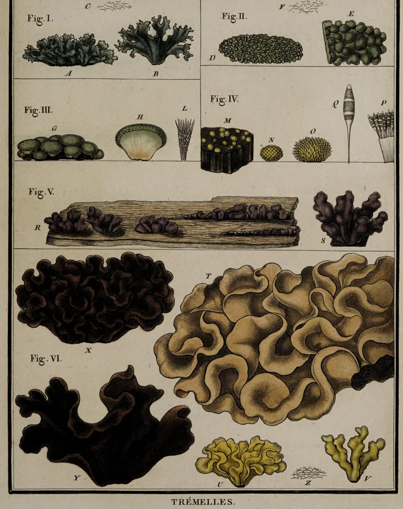 An illustration from [Herbier de la France, ou collection complette des plantes indigènes de ce royaume] / [Pierre Bulliard]., 1780, leaf 149