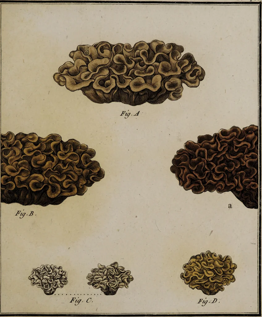 An illustration from [Herbier de la France, ou collection complette des plantes indigènes de ce royaume] / [Pierre Bulliard]., 1780, leaf 151
