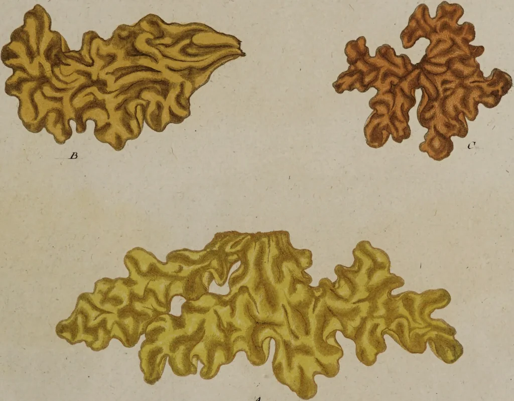 An illustration from [Herbier de la France, ou collection complette des plantes indigènes de ce royaume] / [Pierre Bulliard]., 1780, leaf 153