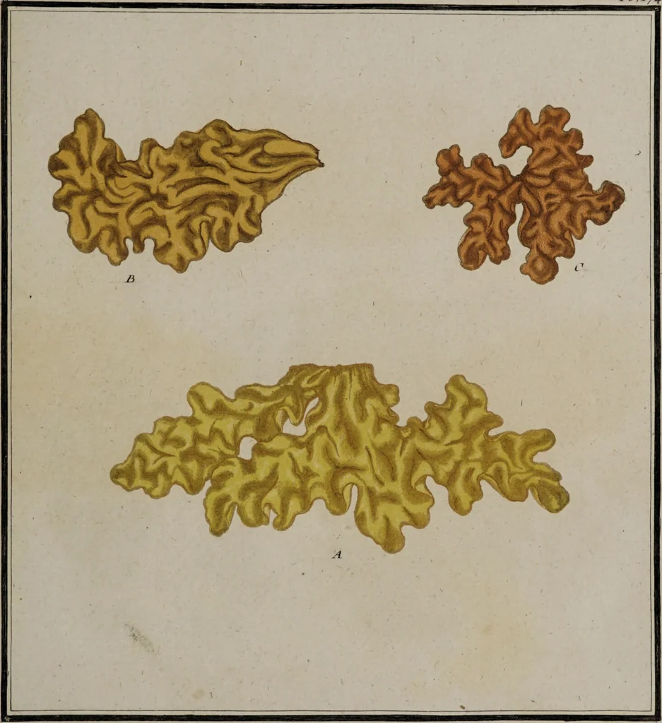 An illustration from [Herbier de la France, ou collection complette des plantes indigènes de ce royaume] / [Pierre Bulliard]., 1780, leaf 153