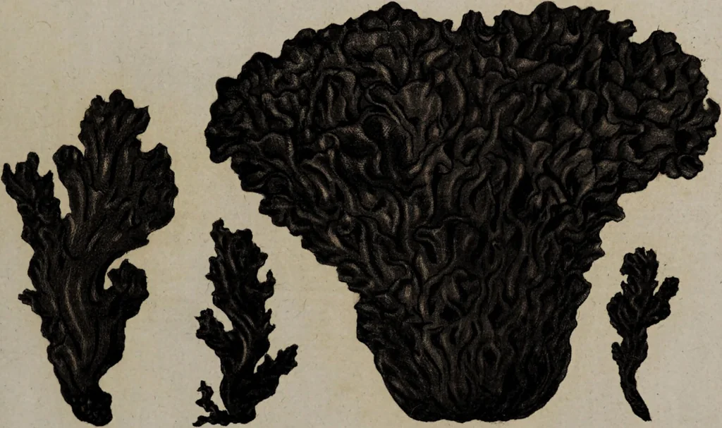 An illustration from [Herbier de la France, ou collection complette des plantes indigènes de ce royaume] / [Pierre Bulliard]., 1780, leaf 155