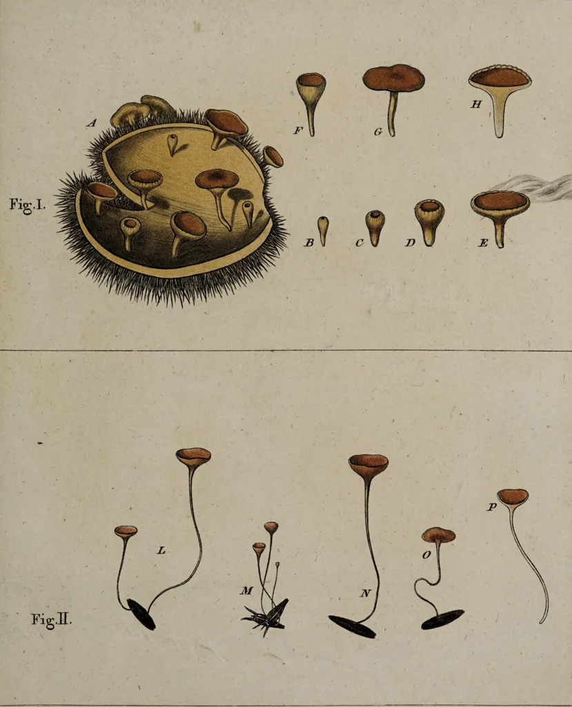An illustration from [Herbier de la France, ou collection complette des plantes indigènes de ce royaume] / [Pierre Bulliard]., 1780, leaf 157