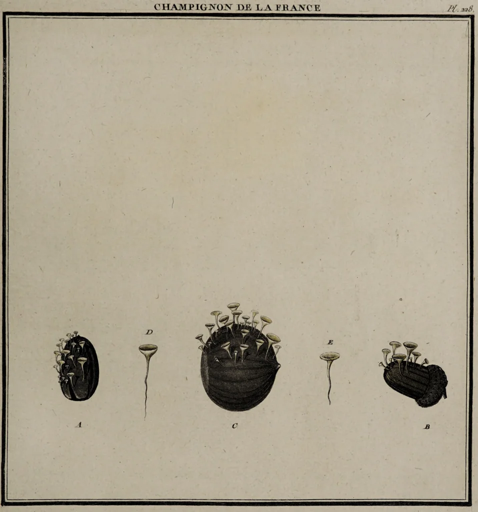 An illustration from [Herbier de la France, ou collection complette des plantes indigènes de ce royaume] / [Pierre Bulliard]., 1780, leaf 159