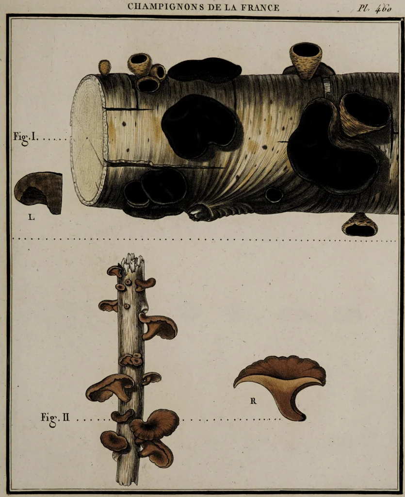 An illustration from [Herbier de la France, ou collection complette des plantes indigènes de ce royaume] / [Pierre Bulliard]., 1780, leaf 163