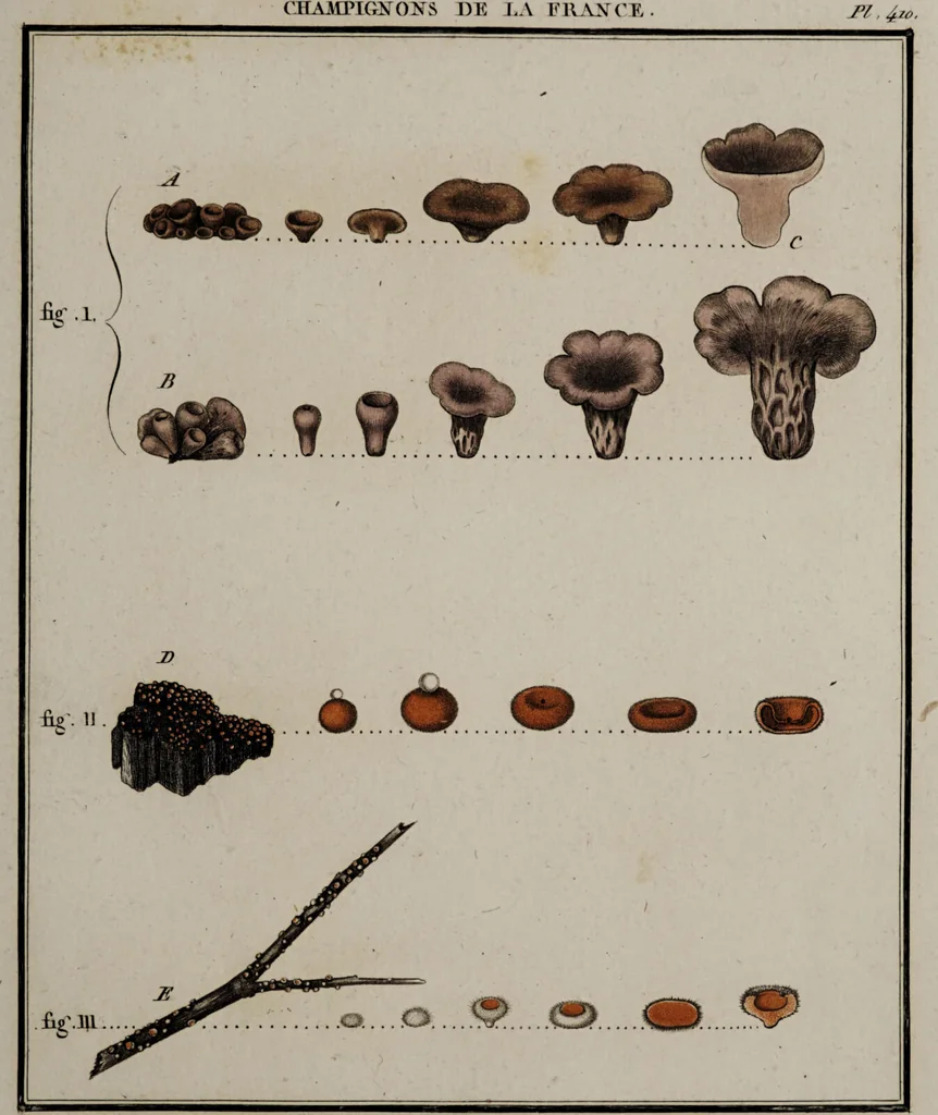 An illustration from [Herbier de la France, ou collection complette des plantes indigènes de ce royaume] / [Pierre Bulliard]., 1780, leaf 165