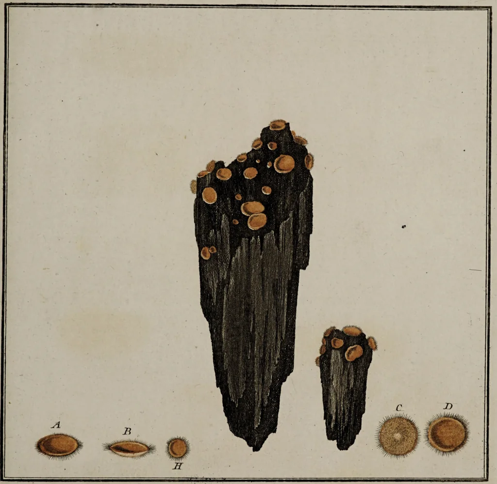 An illustration from [Herbier de la France, ou collection complette des plantes indigènes de ce royaume] / [Pierre Bulliard]., 1780, leaf 169