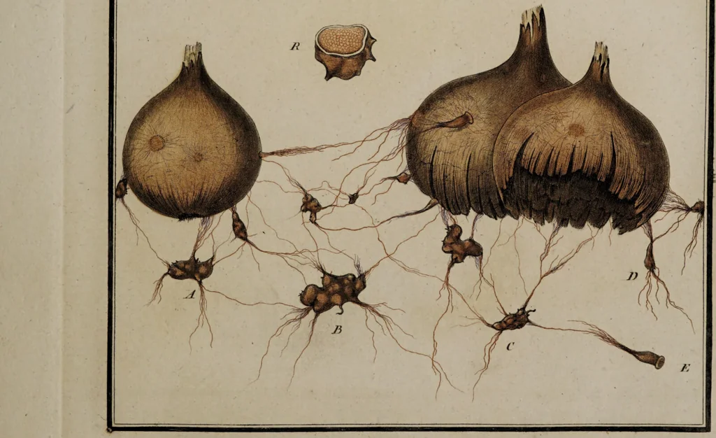 An illustration from [Herbier de la France, ou collection complette des plantes indigènes de ce royaume] / [Pierre Bulliard]., 1780, leaf 17