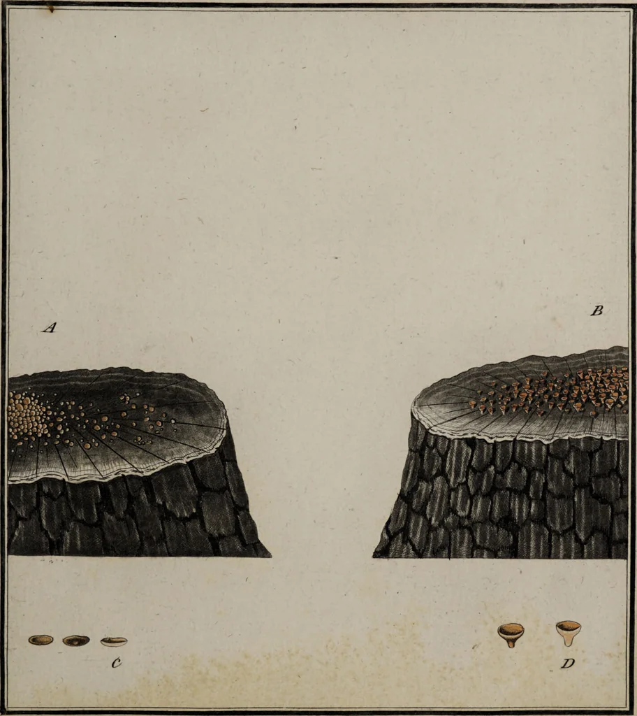 An illustration from [Herbier de la France, ou collection complette des plantes indigènes de ce royaume] / [Pierre Bulliard]., 1780, leaf 171