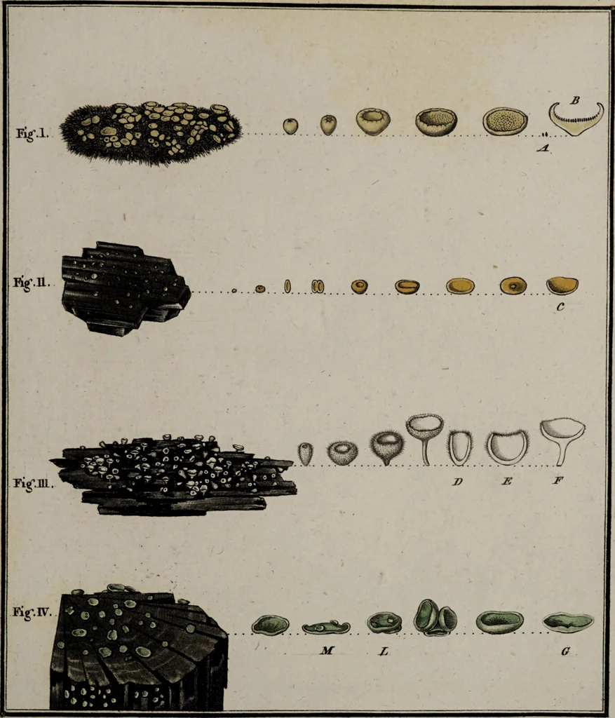 An illustration from [Herbier de la France, ou collection complette des plantes indigènes de ce royaume] / [Pierre Bulliard]., 1780, leaf 175
