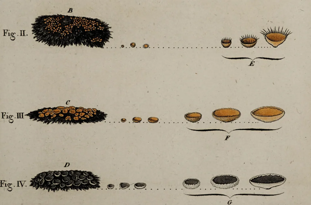 An illustration from [Herbier de la France, ou collection complette des plantes indigènes de ce royaume] / [Pierre Bulliard]., 1780, leaf 179