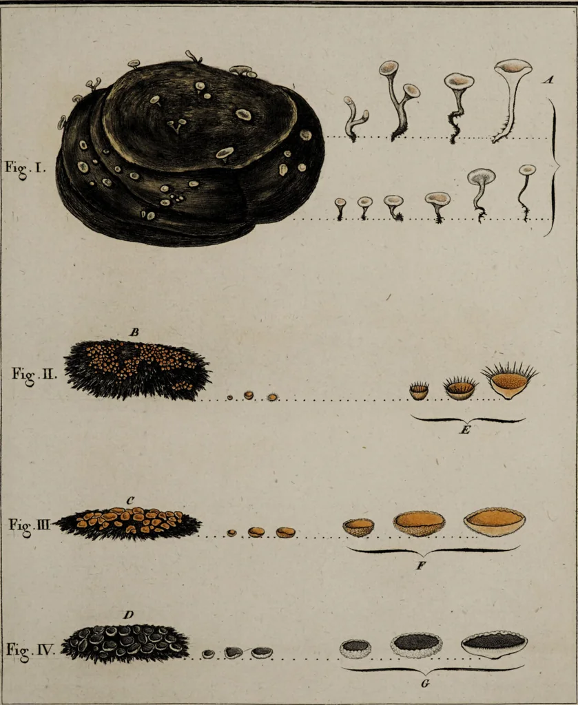 An illustration from [Herbier de la France, ou collection complette des plantes indigènes de ce royaume] / [Pierre Bulliard]., 1780, leaf 179