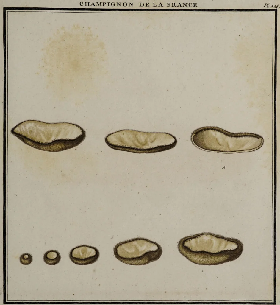 An illustration from [Herbier de la France, ou collection complette des plantes indigènes de ce royaume] / [Pierre Bulliard]., 1780, leaf 183