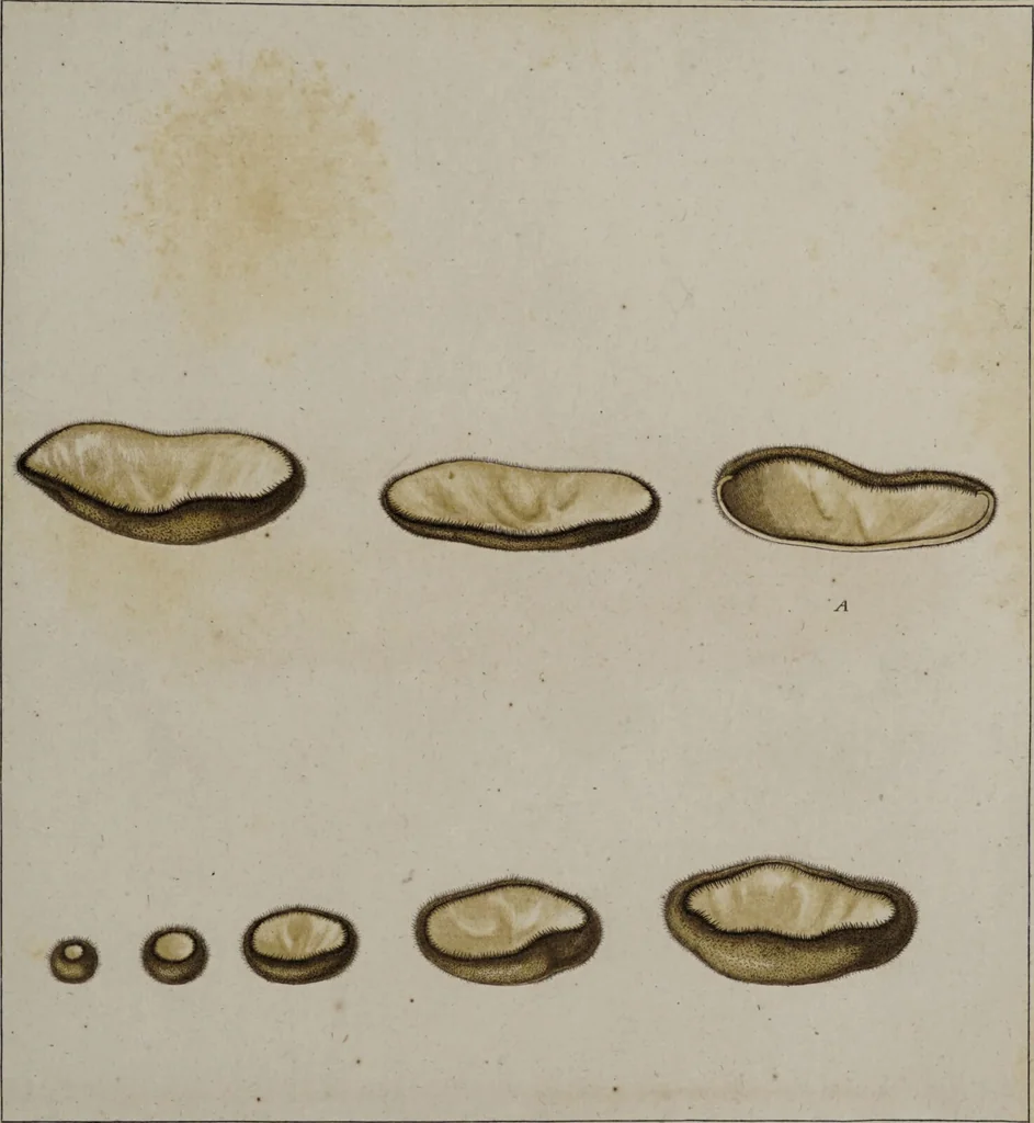 An illustration from [Herbier de la France, ou collection complette des plantes indigènes de ce royaume] / [Pierre Bulliard]., 1780, leaf 183