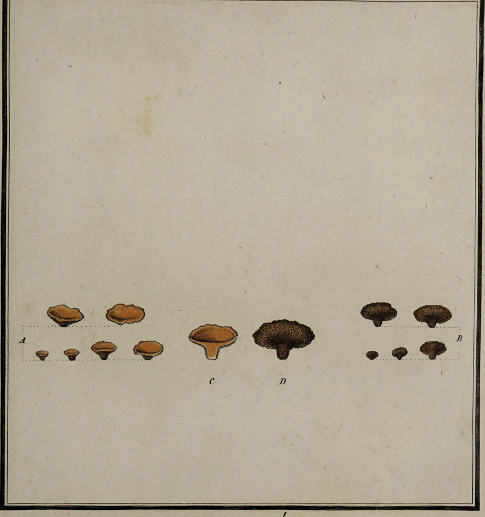 An illustration from [Herbier de la France, ou collection complette des plantes indigènes de ce royaume] / [Pierre Bulliard]., 1780, leaf 185