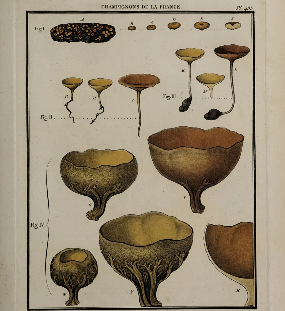 An illustration from [Herbier de la France, ou collection complette des plantes indigènes de ce royaume] / [Pierre Bulliard]., 1780, leaf 187