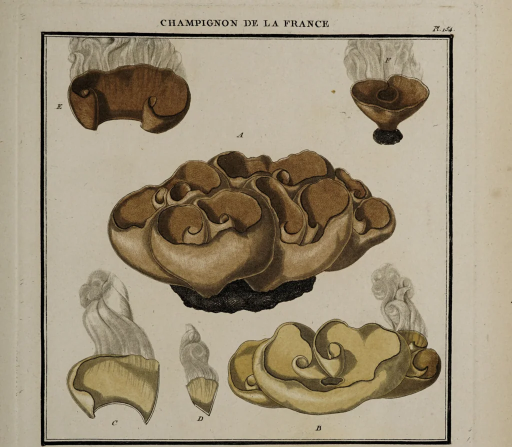 An illustration from [Herbier de la France, ou collection complette des plantes indigènes de ce royaume] / [Pierre Bulliard]., 1780, leaf 189