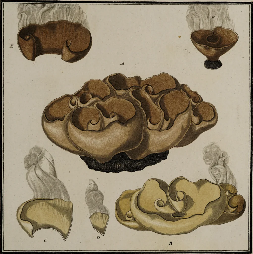 An illustration from [Herbier de la France, ou collection complette des plantes indigènes de ce royaume] / [Pierre Bulliard]., 1780, leaf 189