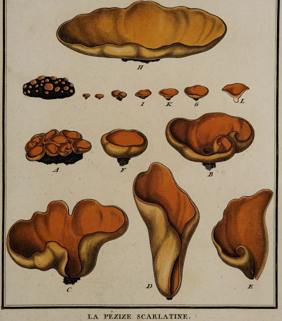 An illustration from [Herbier de la France, ou collection complette des plantes indigènes de ce royaume] / [Pierre Bulliard]., 1780, leaf 191
