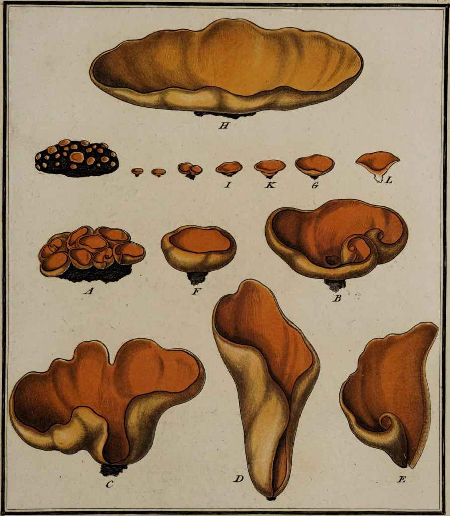 An illustration from [Herbier de la France, ou collection complette des plantes indigènes de ce royaume] / [Pierre Bulliard]., 1780, leaf 191