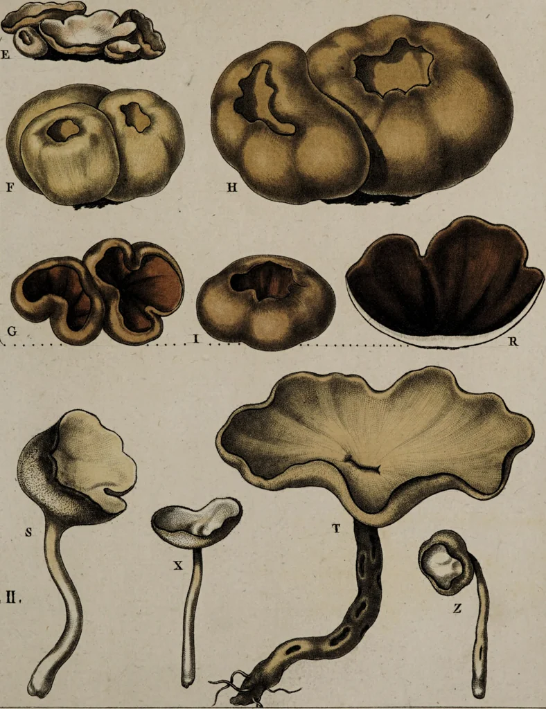 An illustration from [Herbier de la France, ou collection complette des plantes indigènes de ce royaume] / [Pierre Bulliard]., 1780, leaf 195