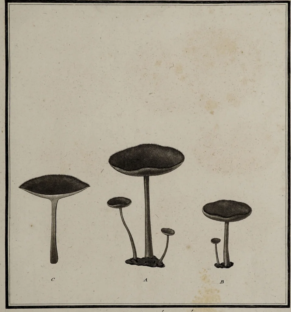 An illustration from [Herbier de la France, ou collection complette des plantes indigènes de ce royaume] / [Pierre Bulliard]., 1780, leaf 197