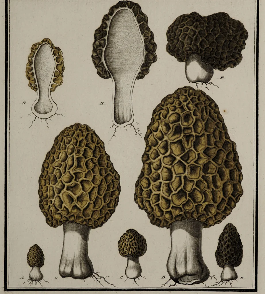 An illustration from [Herbier de la France, ou collection complette des plantes indigènes de ce royaume] / [Pierre Bulliard]., 1780, leaf 199