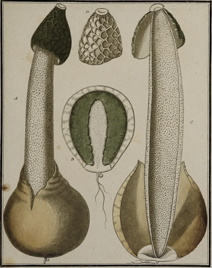 An illustration from [Herbier de la France, ou collection complette des plantes indigènes de ce royaume] / [Pierre Bulliard]., 1780, leaf 201