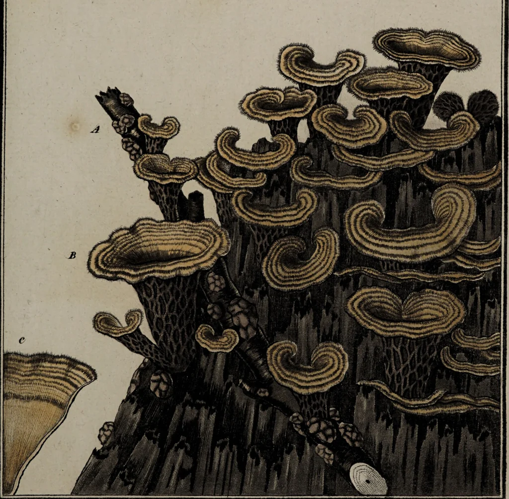 An illustration from [Herbier de la France, ou collection complette des plantes indigènes de ce royaume] / [Pierre Bulliard]., 1780, leaf 203