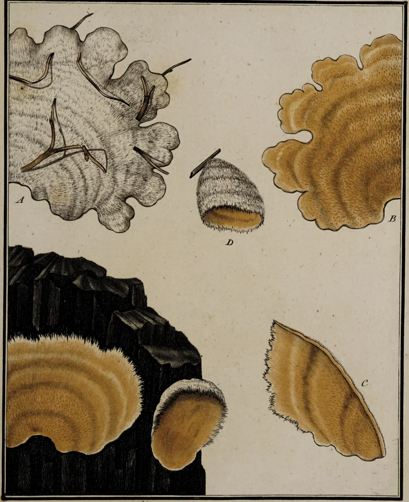 An illustration from [Herbier de la France, ou collection complette des plantes indigènes de ce royaume] / [Pierre Bulliard]., 1780, leaf 205