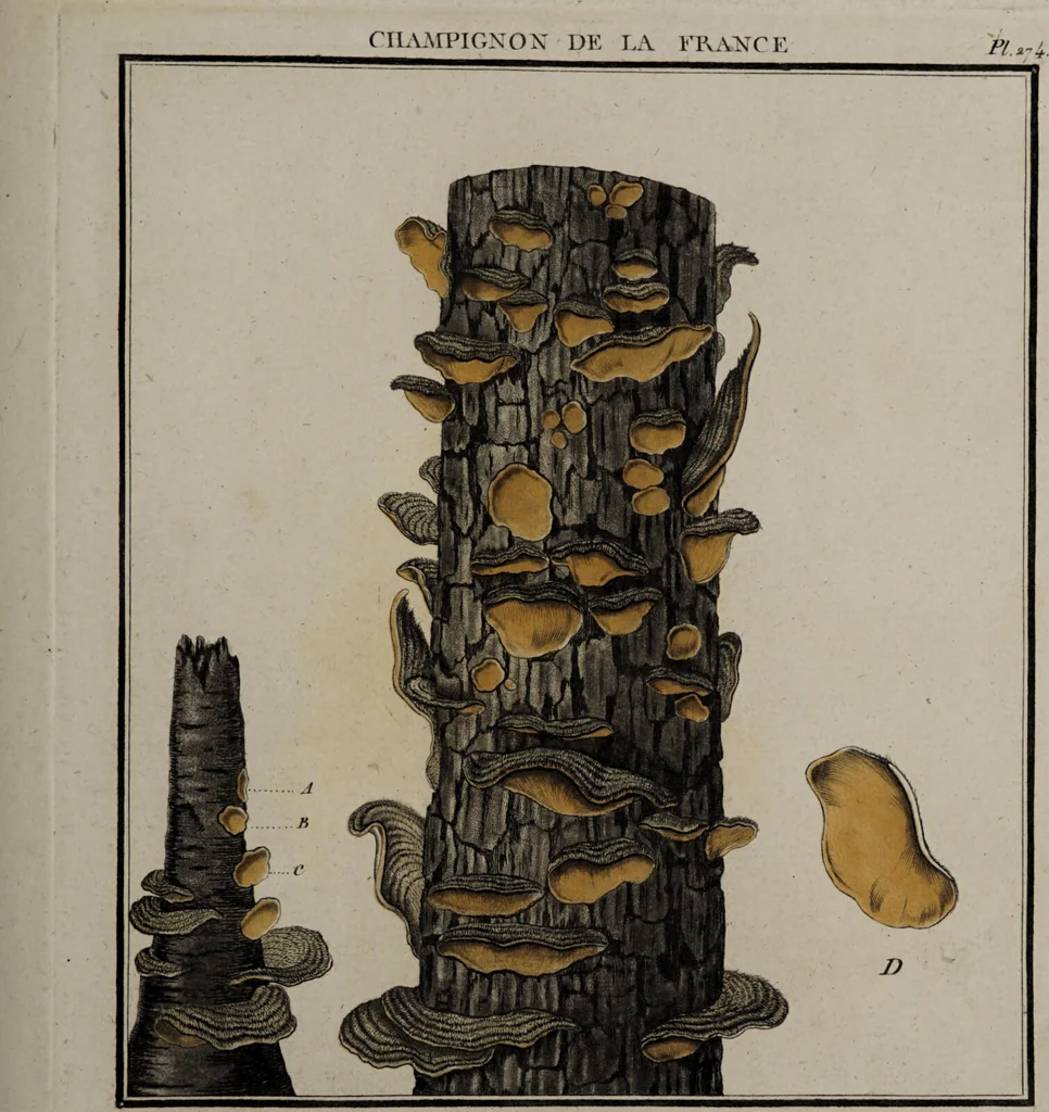 An illustration from [Herbier de la France, ou collection complette des plantes indigènes de ce royaume] / [Pierre Bulliard]., 1780, leaf 209