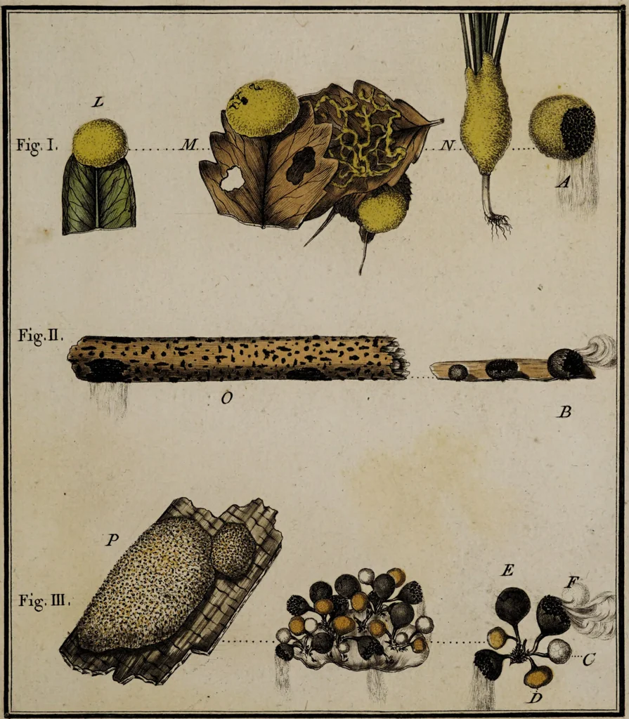 An illustration from [Herbier de la France, ou collection complette des plantes indigènes de ce royaume] / [Pierre Bulliard]., 1780, leaf 21