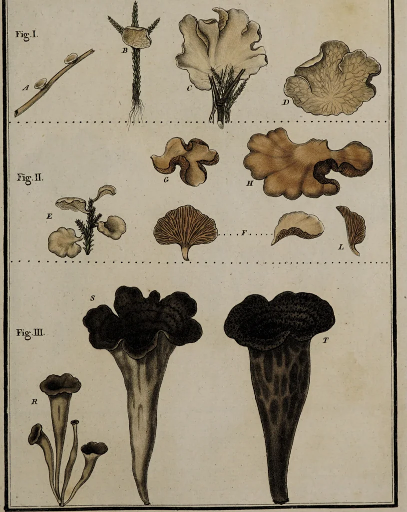 An illustration from [Herbier de la France, ou collection complette des plantes indigènes de ce royaume] / [Pierre Bulliard]., 1780, leaf 217