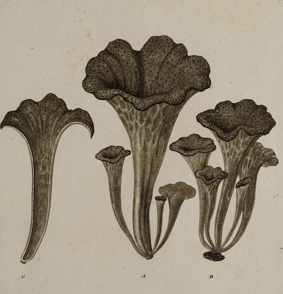 An illustration from [Herbier de la France, ou collection complette des plantes indigènes de ce royaume] / [Pierre Bulliard]., 1780, leaf 219