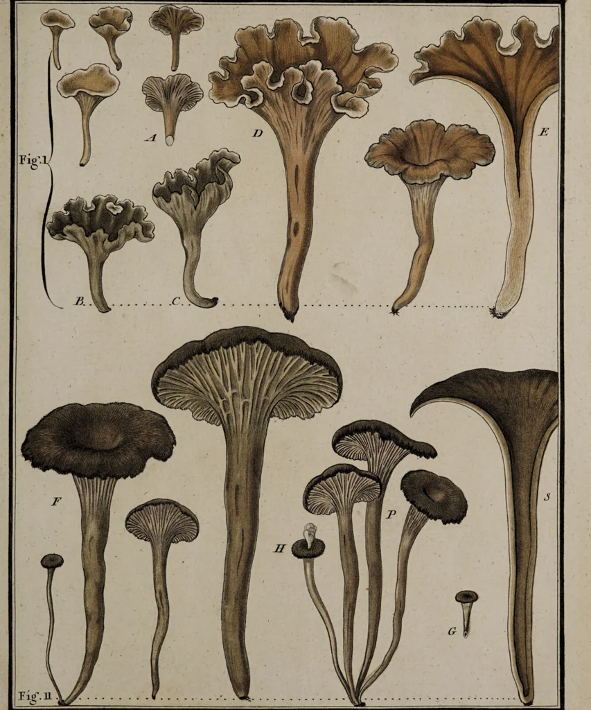 An illustration from [Herbier de la France, ou collection complette des plantes indigènes de ce royaume] / [Pierre Bulliard]., 1780, leaf 221