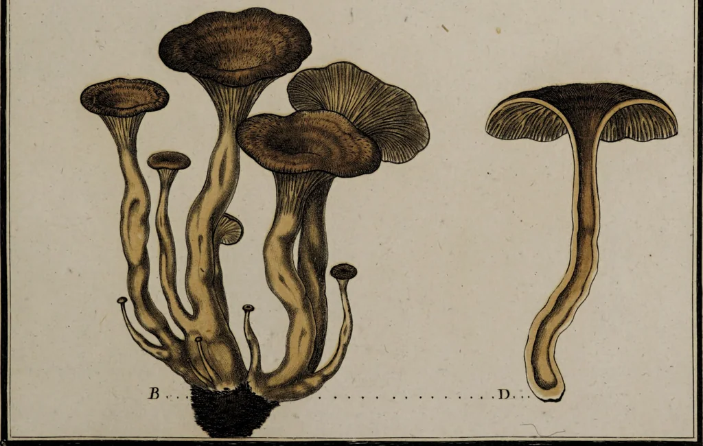 An illustration from [Herbier de la France, ou collection complette des plantes indigènes de ce royaume] / [Pierre Bulliard]., 1780, leaf 223