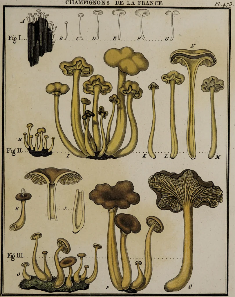 An illustration from [Herbier de la France, ou collection complette des plantes indigènes de ce royaume] / [Pierre Bulliard]., 1780, leaf 227